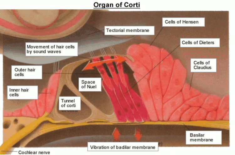 The organ of hearing